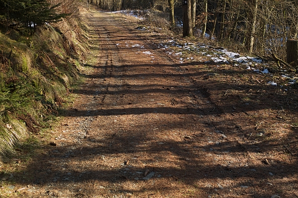 auf dem waldweg - (c) r pattke.jpg